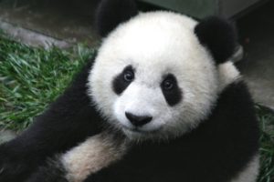 Panda 4.2