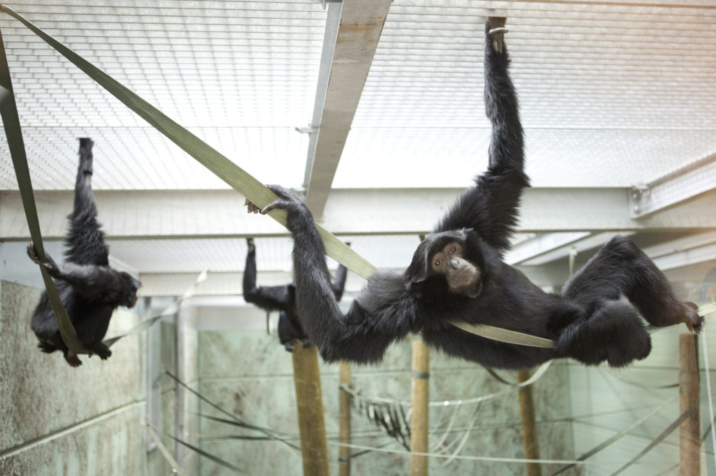 The new Siamang enclosure in Gibbon Forest,  at Twycross Zoo.  Photographs: Lucy Ray