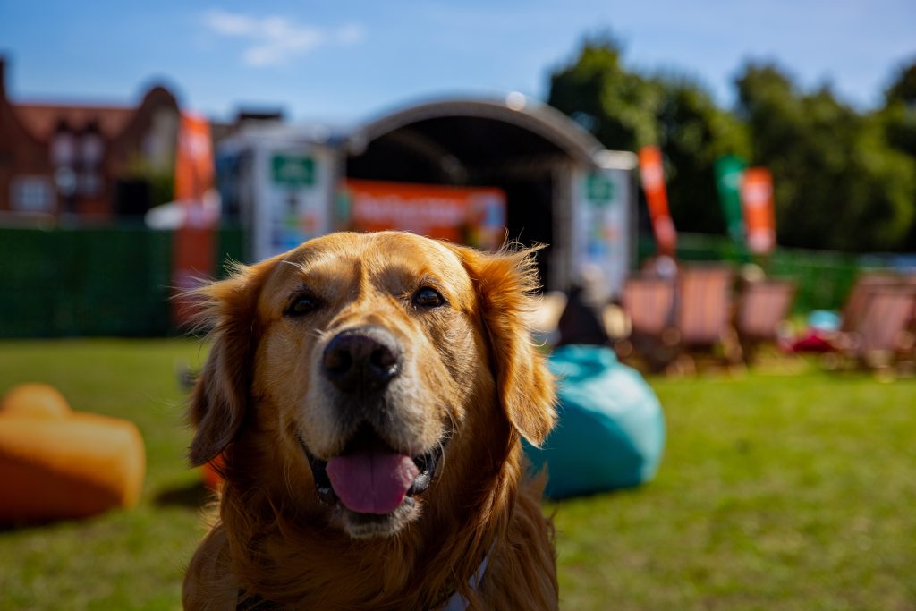 Amazon Pet Fest case study - hero image